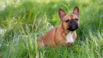 Illustration : "Bouledogue Français"