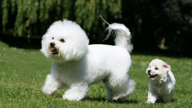 Illustration : "Bichon à poil frisé"