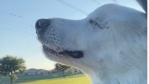 Illustration : "Vidéo : une chienne aveugle ne peut contenir sa joie lorsqu'elle comprend qu'elle est en route pour le parc "