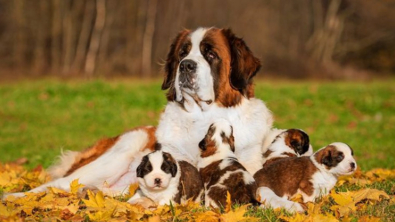 Illustration : "20 photos de chiennes épuisées par la maternité, mais posant avec fierté aux côtés de leurs petits"