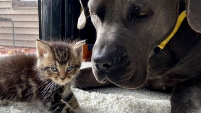 Illustration : Vidéo : ce chien géant fait preuve d’une délicatesse et d’un amour incroyables envers un minuscule chaton