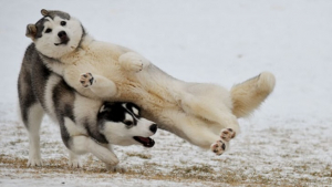 Illustration : "20 chiens farceurs avec lesquels il est impossible d'obtenir la moindre photo correcte"