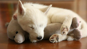 Illustration : "10 photos de chiots tendrement blottis contre leurs peluches et qui ne s'en sépareraient pour rien au monde"