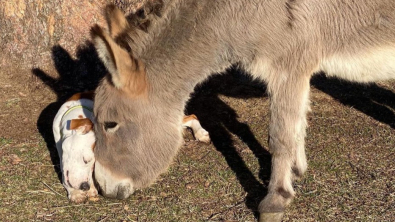 Illustration : "Vidéo : Un âne et un Pitbull deviennent meilleurs amis et développent une complicité incroyable"