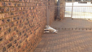 Illustration : "19 chiens qui se sont laissé vaincre par le sommeil dans des postures et des lieux inattendus"