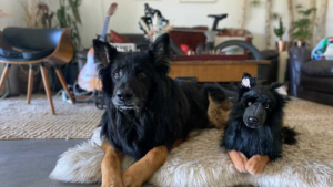 Illustration : "20 photos adorables de chiens posant aux côtés de leur double en peluche"