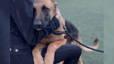 Illustration : "Vidéo : lorsque ce chien de refuge a rencontré sa nouvelle maman, il l'a immédiatement adoptée "