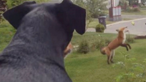 Illustration : "Un petit chien devient complètement grincheux en voyant un renard s’amuser avec son jouet dans le jardin (vidéo)"