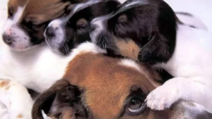Illustration : "17 photos de chiennes aussi épuisées par la maternité que fières de leurs chiots"