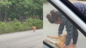 Illustration : "Une femme retourne en vacances au Mexique et retrouve une chienne qu’elle avait rencontrée auparavant : elles sont ravies de se revoir (vidéo)"