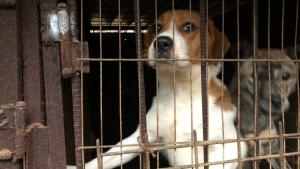 Illustration : "Une association cherche une famille pour un Beagle destiné à l’alimentation humaine en Asie"