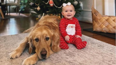 Illustration : Vidéo : 2 Golden Retrievers accueillent leur petite sœur humaine avec beaucoup d'émotion 