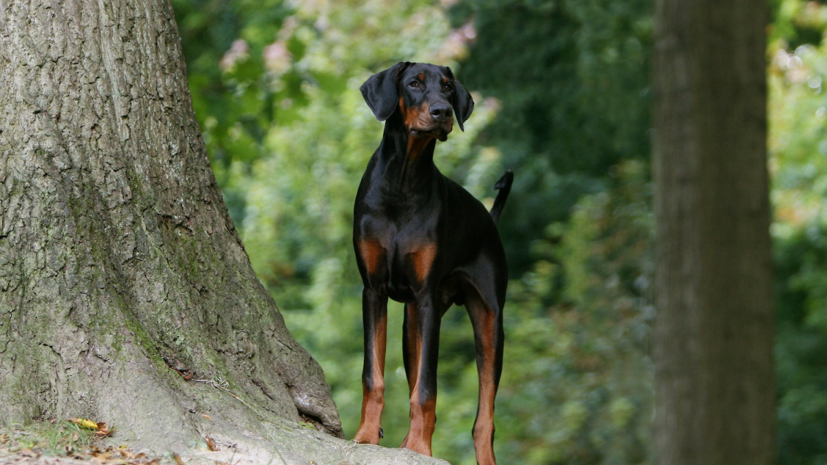 Dobermann histoire, caractéristiques, éducation et coût