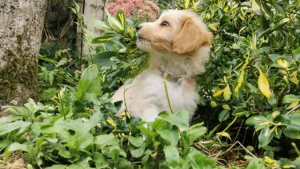 Illustration : "Ces 20 photos de chiens ayant découvert qu'ils avaient la patte verte vous donneront envie de jardiner"