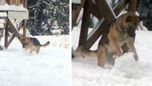 Illustration : "Vidéo : Cette chienne fabrique une énorme boule de neige et y prend beaucoup de plaisir"