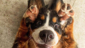 Illustration : "20 photos montrant pourquoi les phases d'ennui sont si rares quand on a un chien"