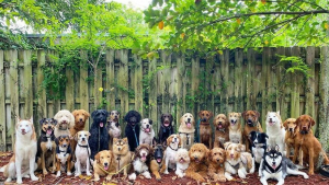 Illustration : "20 joyeux portraits collectifs pris dans une pension pour chiens où ces photos de groupe sont devenues tradition"