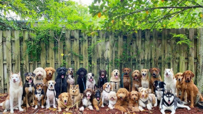Illustration : "20 joyeux portraits collectifs pris dans une pension pour chiens où ces photos de groupe sont devenues tradition"