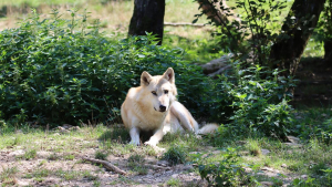 Illustration : "Elle était la seule à ne pas voir la ressemblance de son chien avec un loup, mais un test ADN a fini par mettre tout le monde d’accord"