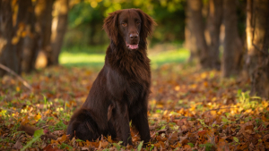 Illustration : "Flat-Coated Retriever"