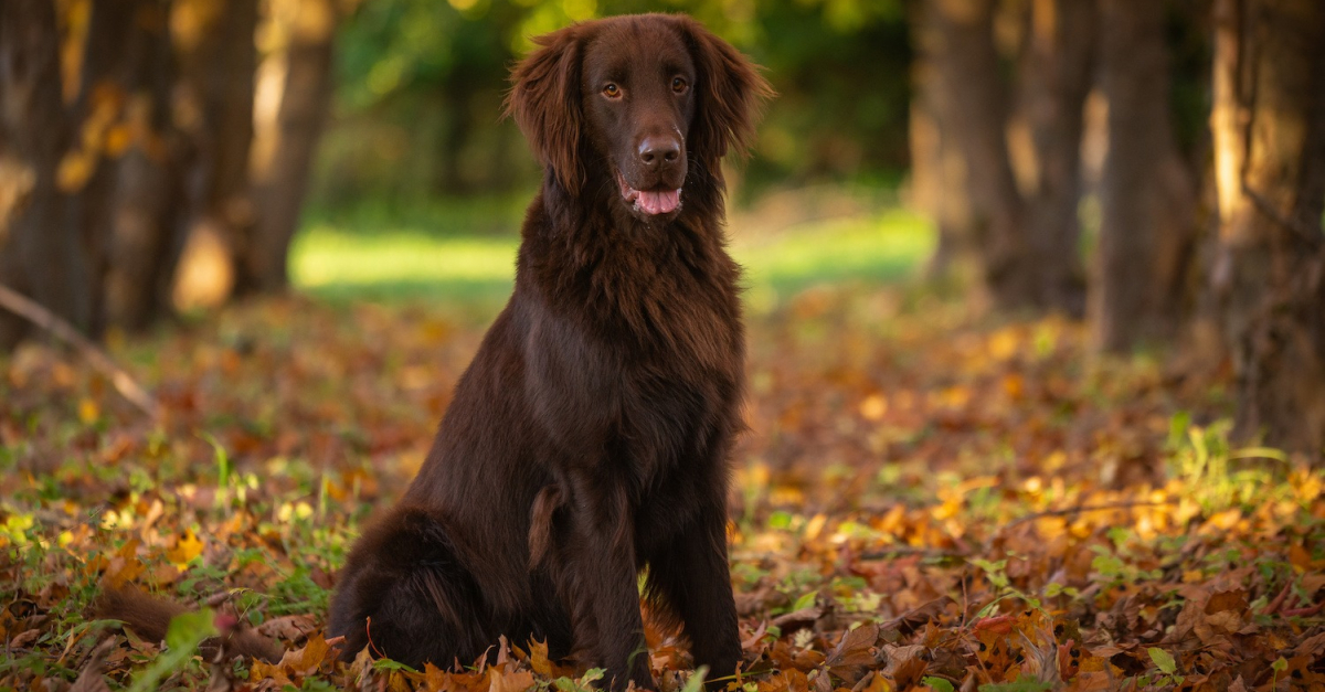 Float best sale coat retriever