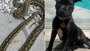 Illustration : "En Australie, un touriste a dû venir en aide au chien de la voisine, qui s'est fait attaquer par un Python de 2,5 mètres"