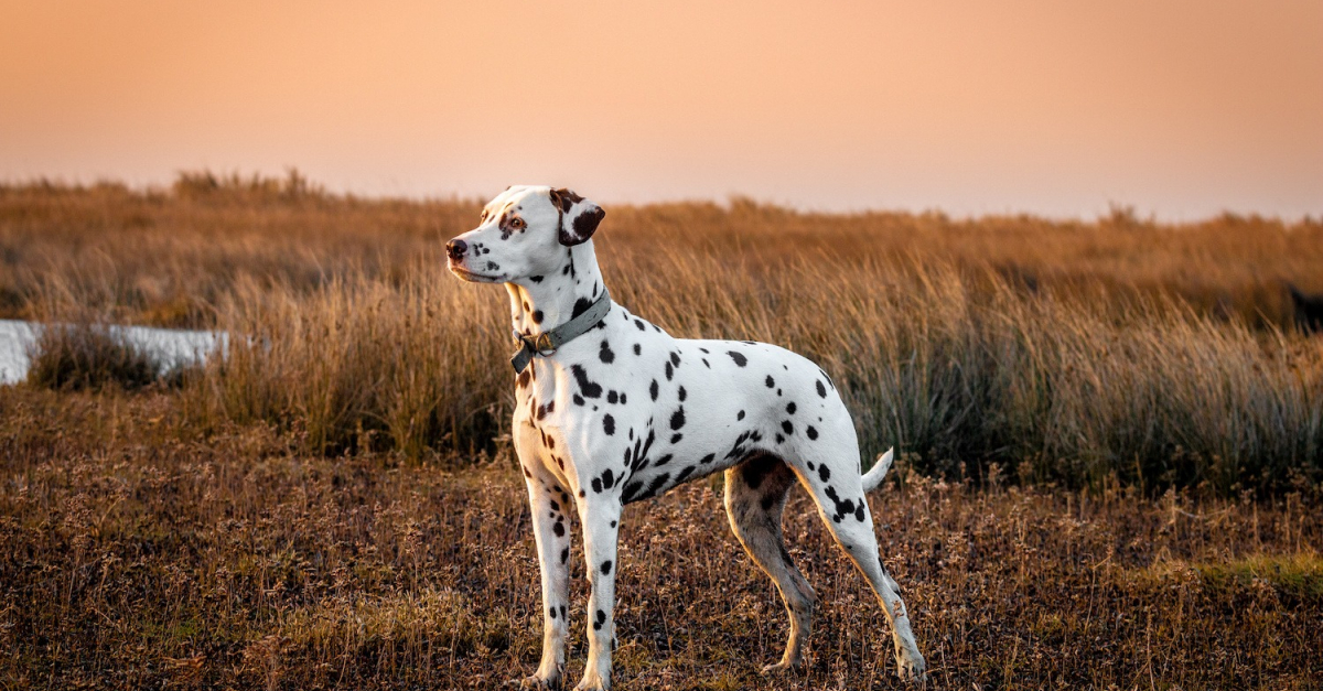 Dalmatien : histoire, caractéristiques, éducation et coût