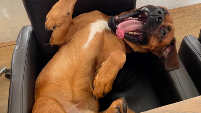 Illustration : "10 photos prouvant que les chiens resteront toute leur vie des chiots"