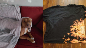 Illustration : "Un Pitbull personnalise accidentellement le t-shirt de sa propriétaire, qui adore le résultat !"