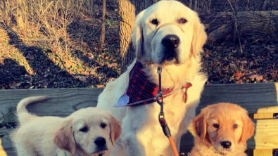 Illustration : Ce Golden Retriever n’a jamais été aussi heureux que le jour où il a rencontré ses nouveaux petits frère et sœur (vidéo)