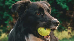 Illustration : "14 récits montrant à quel point nos chiens sont capables de nous surprendre par leur intelligence"