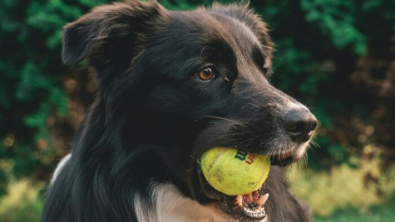 Illustration : 14 récits montrant à quel point nos chiens sont capables de nous surprendre par leur intelligence