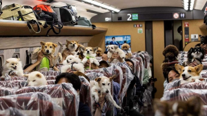 Illustration : "Pour la première fois, des Japonais ont pu voyager en TGV avec leur chien sur leurs genoux"