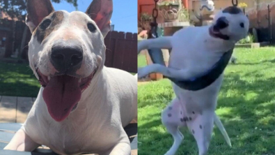 Illustration : Ce Bull Terrier s’amuse comme un petit fou sur la balançoire du jardin (vidéo)