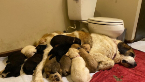 Illustration : "Une chienne a choisi de s’occuper de 17 nouveau-nés en même temps"