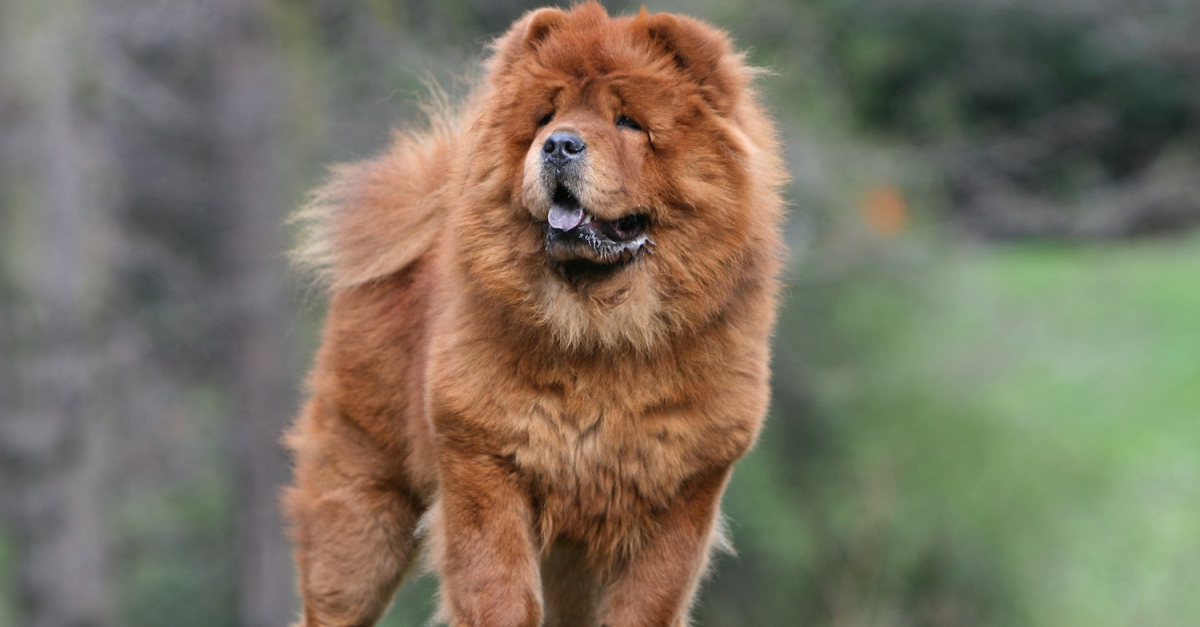 Chow Chow : histoire, caractéristiques, éducation et coût