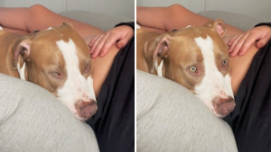 Illustration : "Vidéo : un chien est bouleversé lorsqu’il entend le bébé de sa maîtresse bouger dans son ventre"