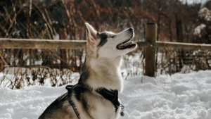 Illustration : "Vidéo : cette Husky aveugle devient folle de joie lorsqu’elle découvre qu’il a neigé dans son jardin !"