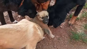 Illustration : "Vidéo : un chiot abandonné par son maître se fait accueillir de la plus belle des manières par les autres pensionnaires du refuge"