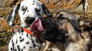 Illustration : "15 photos attendrissantes de chiens dont l'affection pour leurs congénères est sans limite"