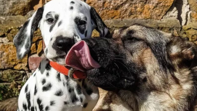 Illustration : "15 photos attendrissantes de chiens dont l'affection pour leurs congénères est sans limite"