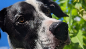 Illustration : "20 photos illustrant cette formidable capacité qu'ont nos chiens à nous parler avec leurs yeux"