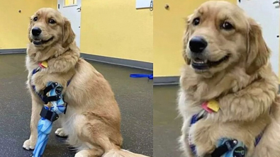 Illustration : Ce chien semble si fier de sa nouvelle prothèse qu’il en a ému les internautes