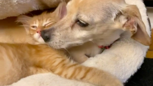 Illustration : "Vidéo : Une chienne se prend d’amour pour 5 chatons orphelins et s’en occupe comme s’il s’agissait de ses petits"