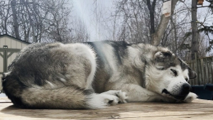 Illustration : "Un Husky abandonné se fait attaquer par une meute de chiens et est secouru juste à temps"