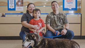 Illustration : "Un Husky aide le refuge qui l’a sauvé à atteindre les 10 millions d’adoptions"