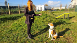 Illustration : "Ce croisé Staffordshire Bull Terrier apprend la langue galloise pour doubler ses chances d’être adopté"