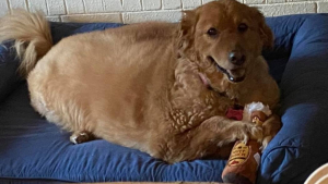 Illustration : "Le diagnostic du vétérinaire est sans appel : si Rosie ne perd pas de poids, son espérance de vie pourrait être raccourcie"