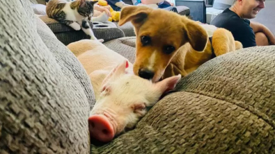 Illustration : N’ayant pas le droit de jouer avec des chiens adultes, ce chiot fragile devient le meilleur ami d’un porcelet