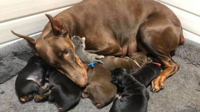 Illustration : Cette femelle Dobermann, qui s’occupait déjà de ses 6 petits, a fait une place pour un chaton abandonné